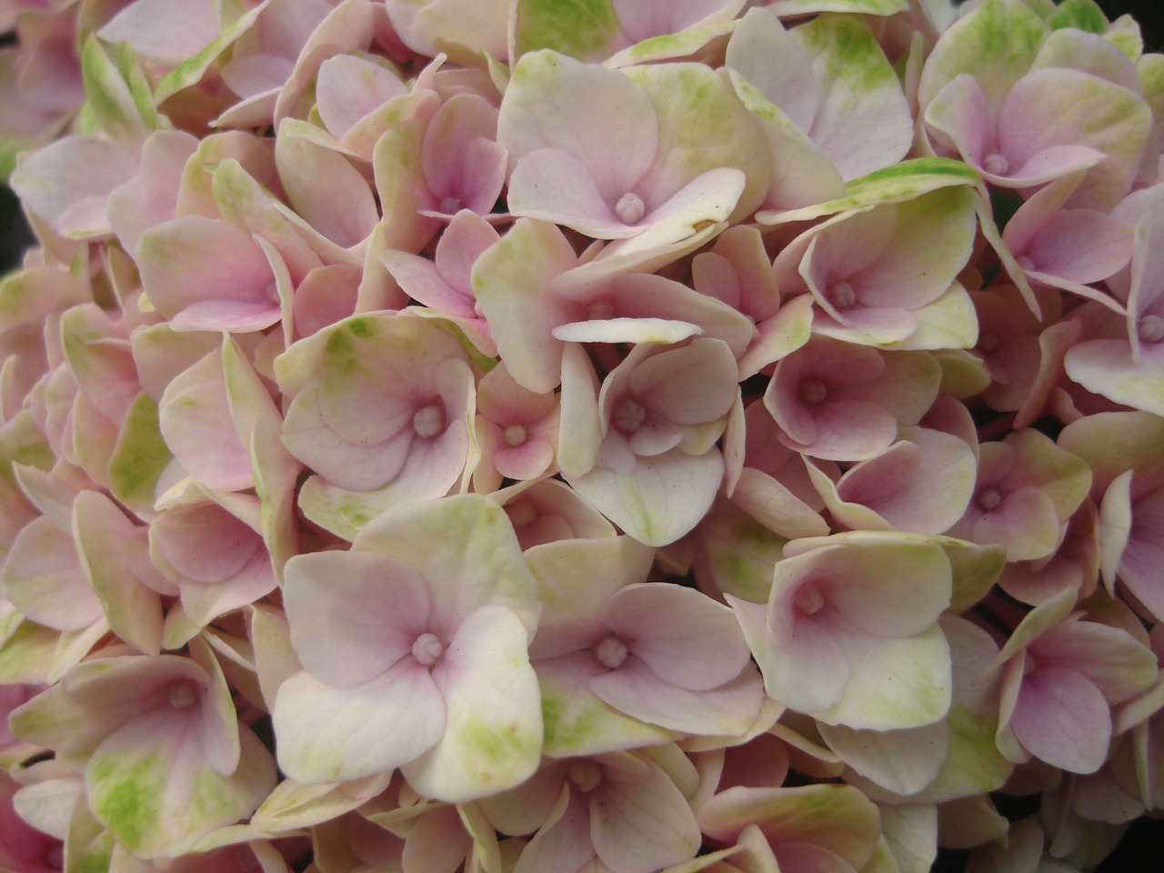 Image - hydrangea blossom bloom