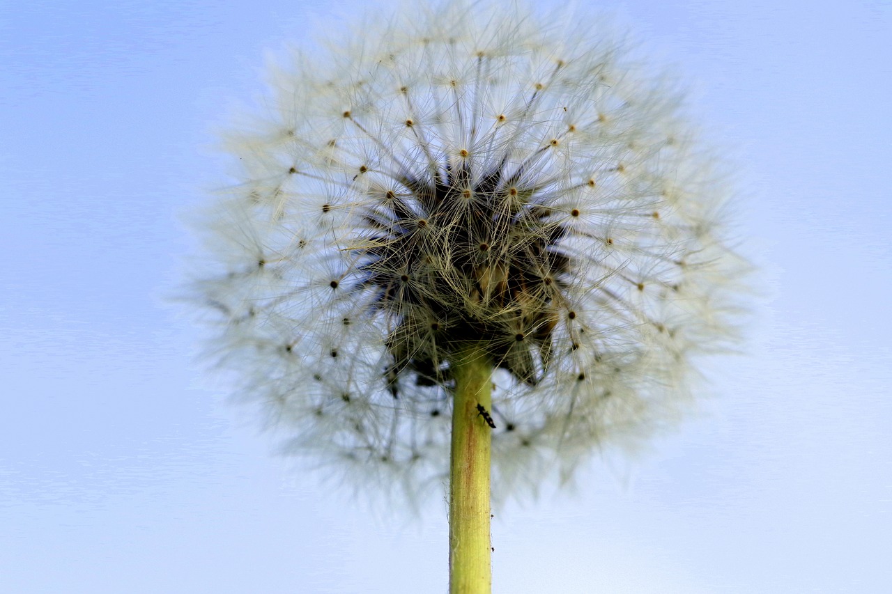 Image - dandelion illusion fluff seeds