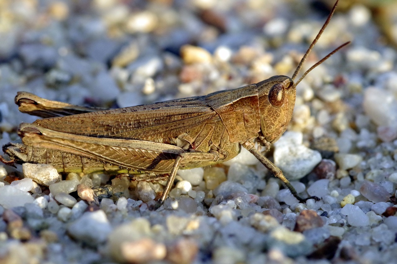 Image - tettigonia viridissima grasshopper