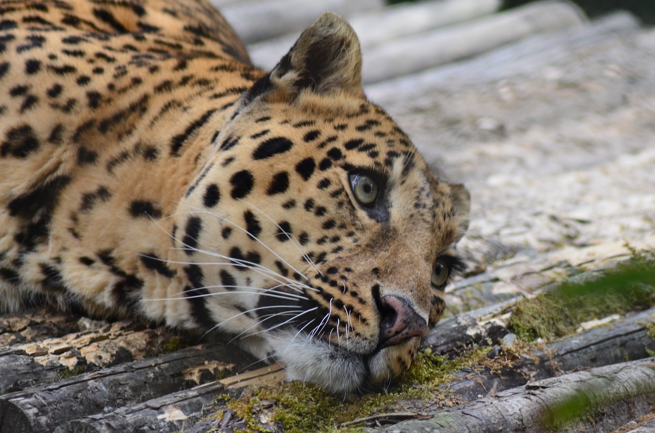 Image - leopard animal zoo wild nature