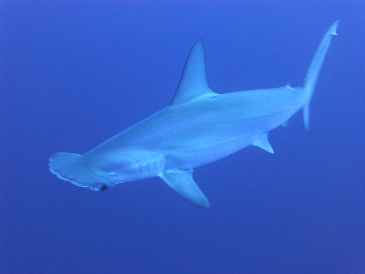 Image - sharks blue underwater