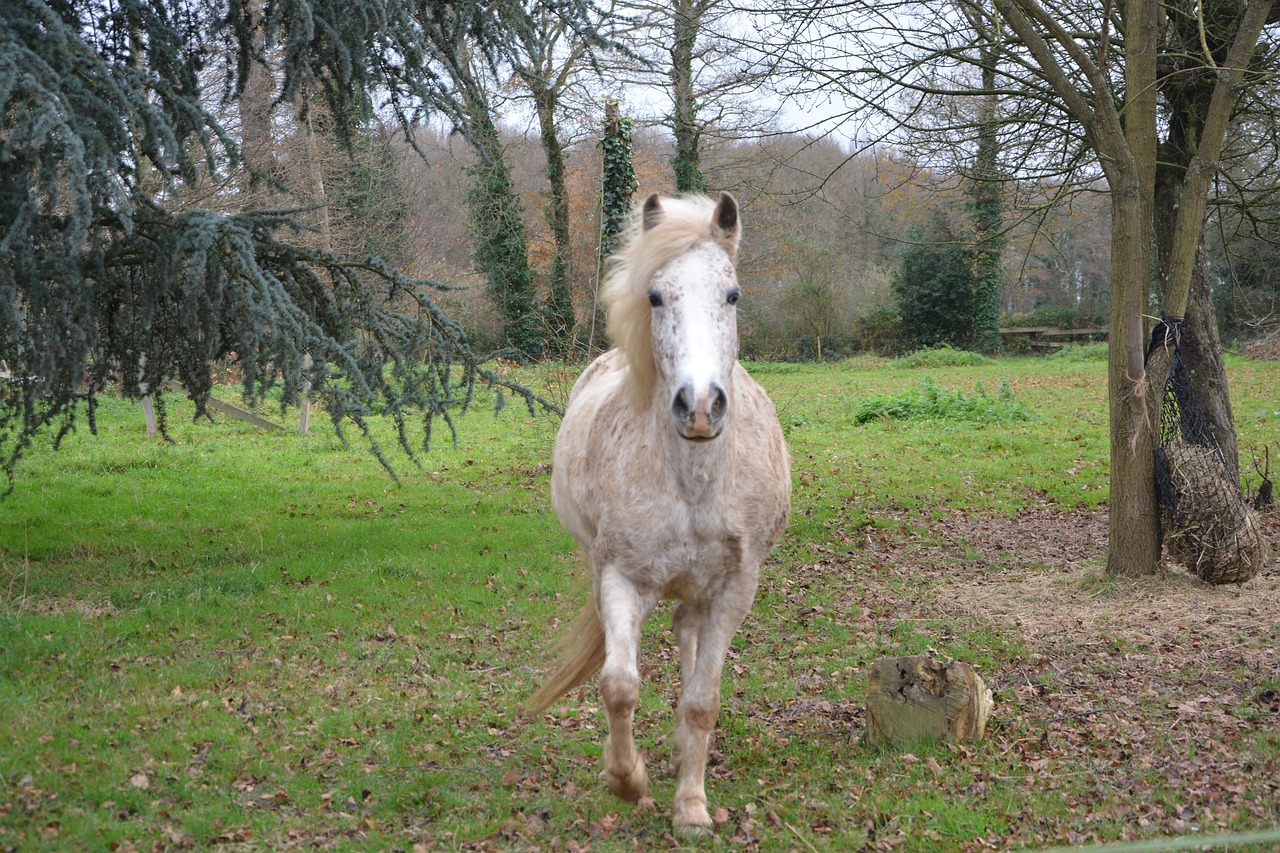 Image - horse mare horse horseback riding