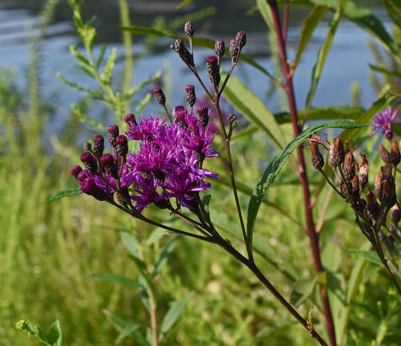 Image - ironweed flower blossom bloom