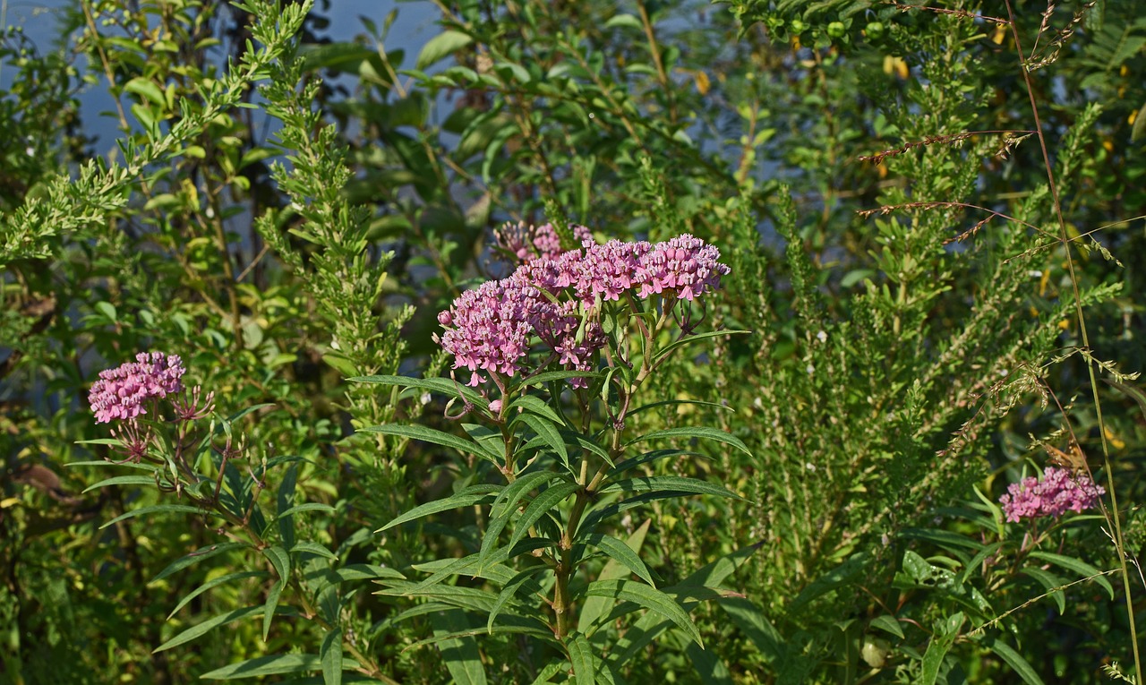 Image - milkweed flower blossom bloom