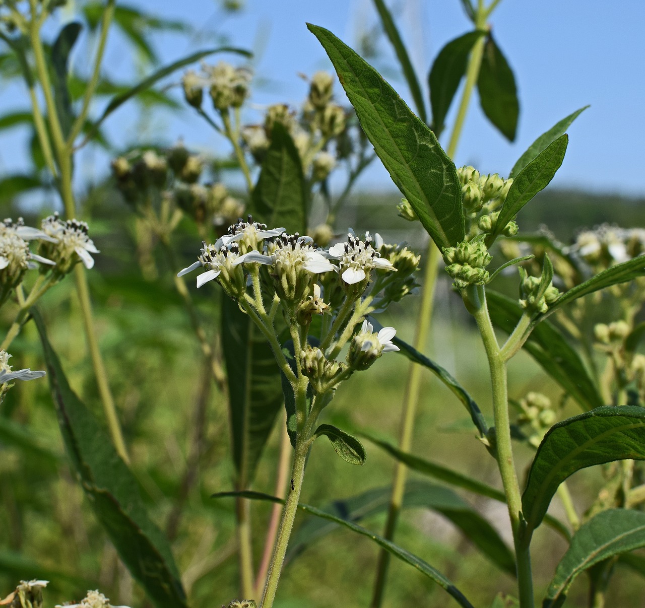 Image - tall boneset flower wildflower