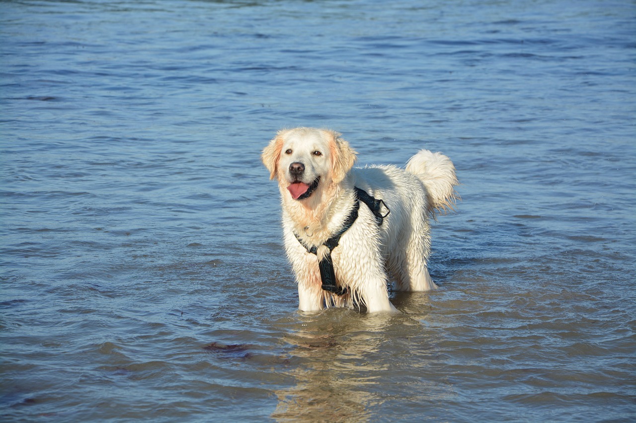 Image - dog golden retriever water sea
