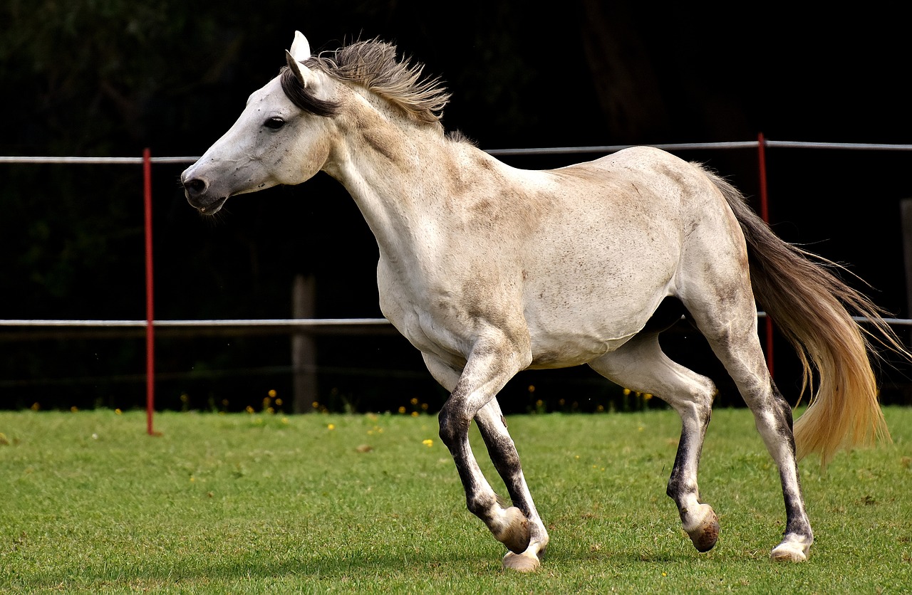 Image - mold horse love for animals funny