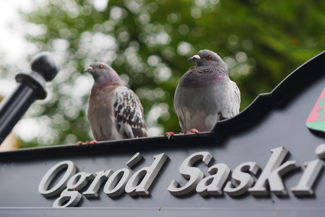 Image - dove the saxon garden birds lublin