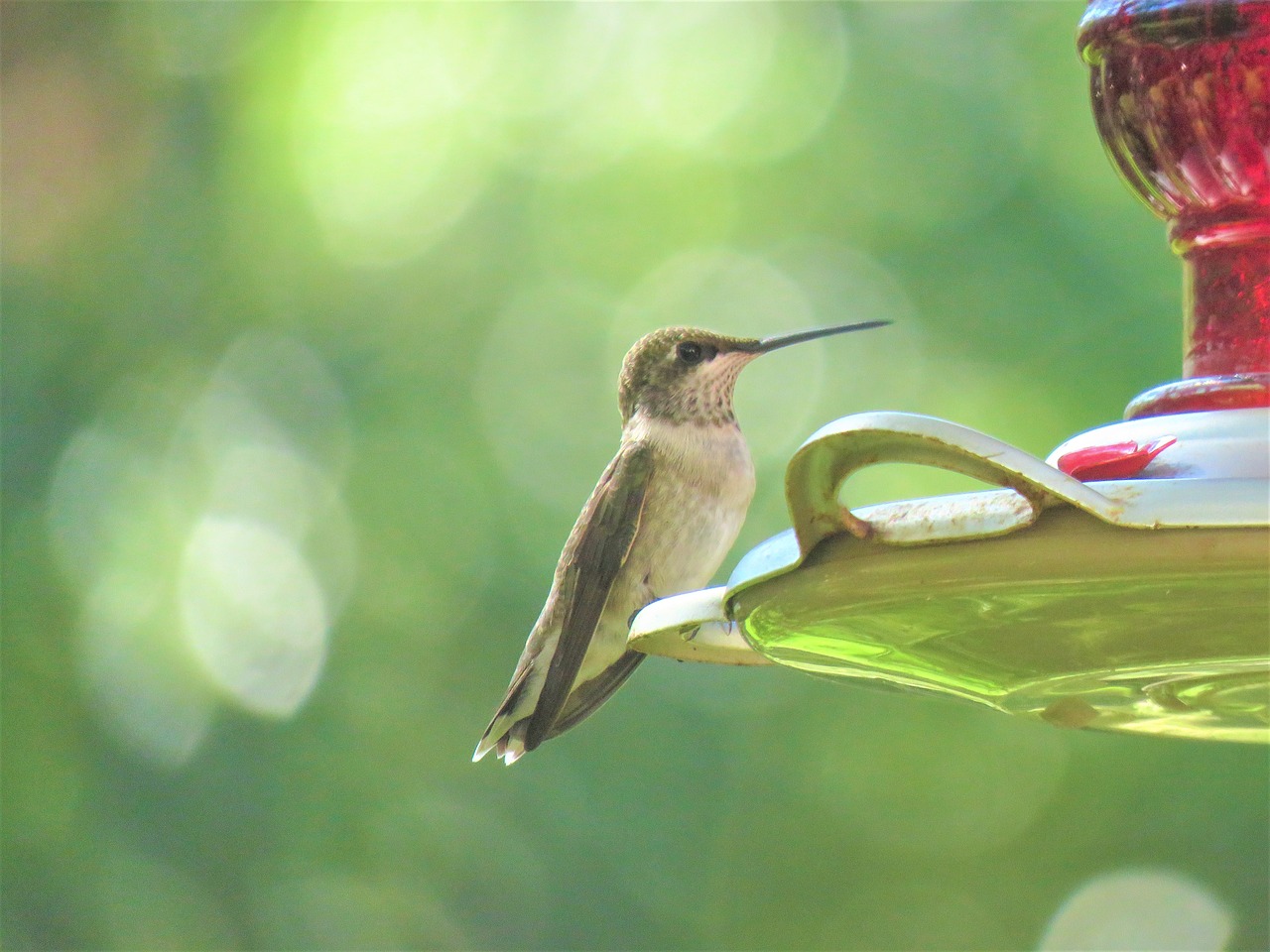 Image - bird humming bird wildlife