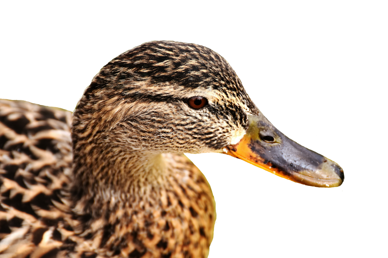Image - mallard bank pond cute nature