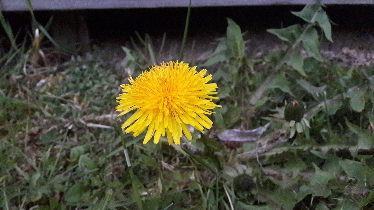 Image - dandelion dandelions yellow