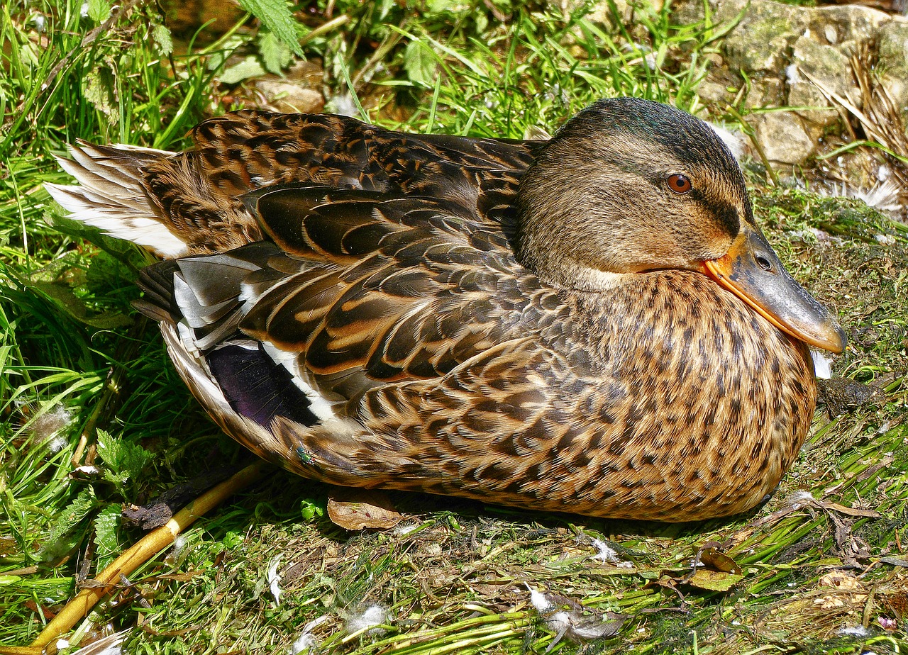 Image - duck mallard mallard female female