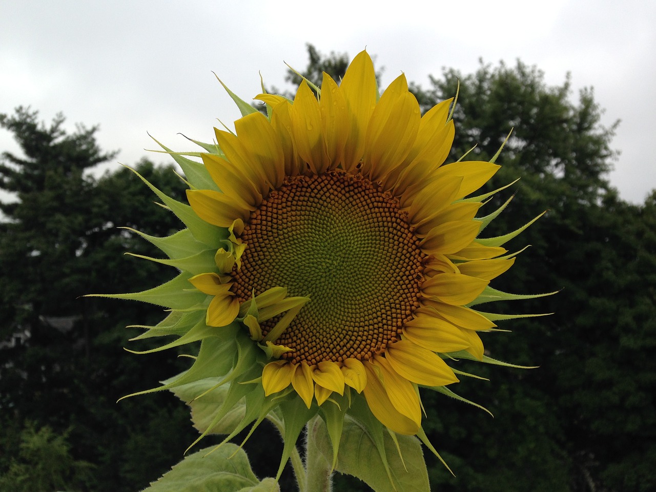 Image - sunflower shy visit