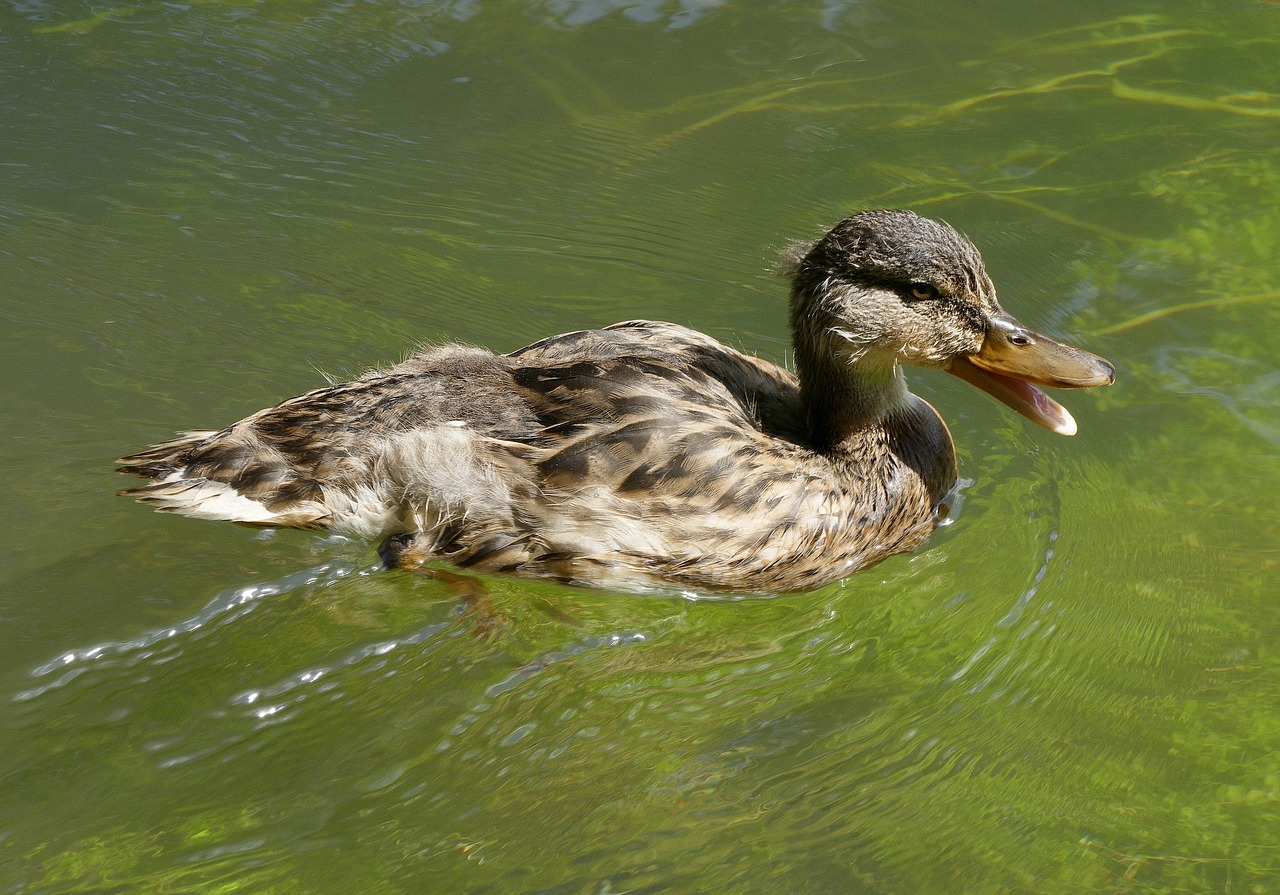 Image - duck mallard mallard female female