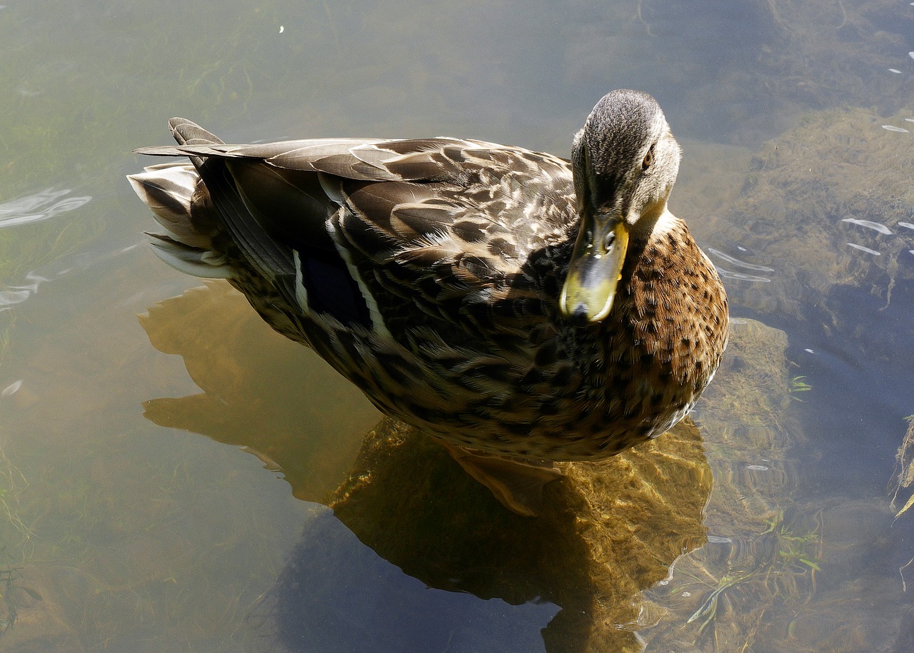 Image - duck mallard mallard female female