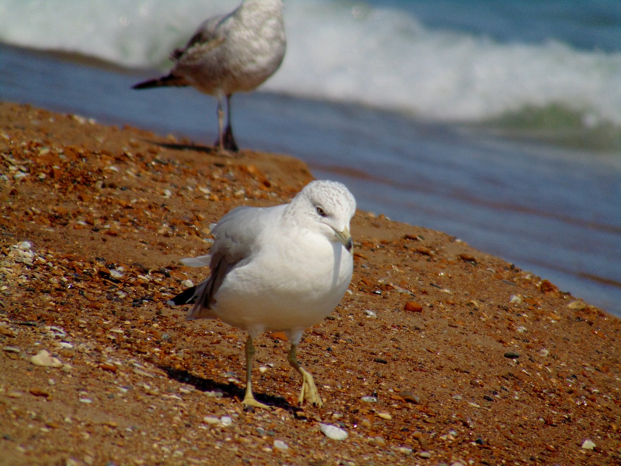 Image - seagull beach lake lake michigan