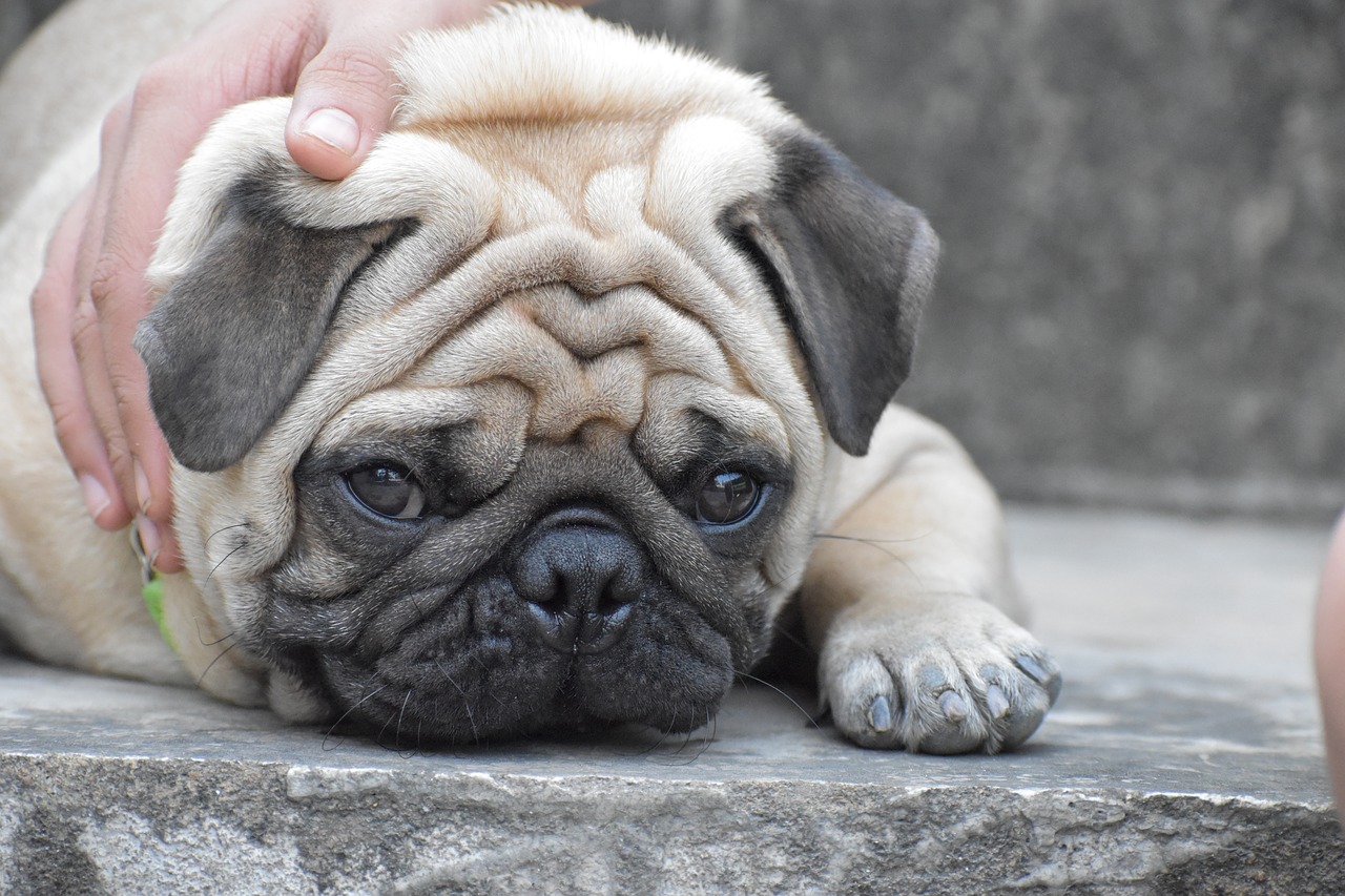 Image - pug doggy innocence