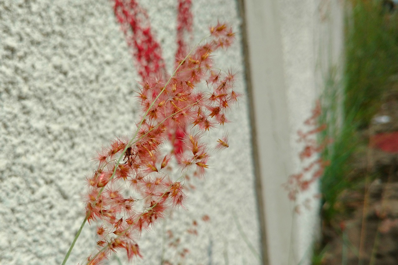 Image - city urban plant flower