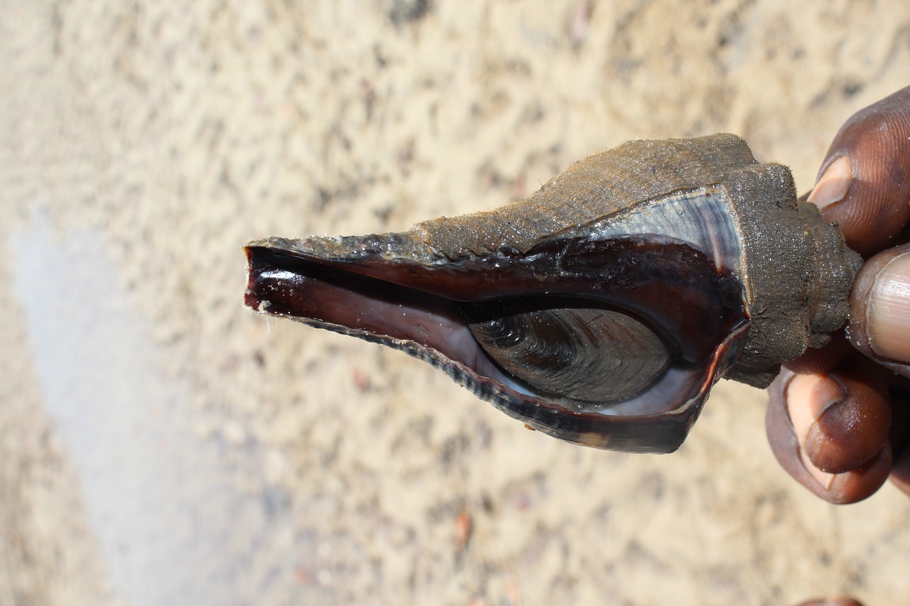 Image - sea shell tunnel shell nature