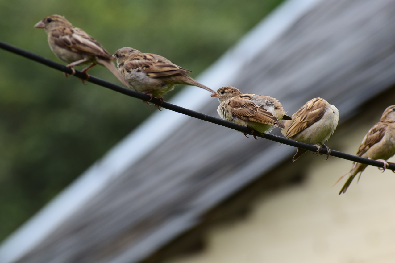 Image - birds cute sparrows nature happy