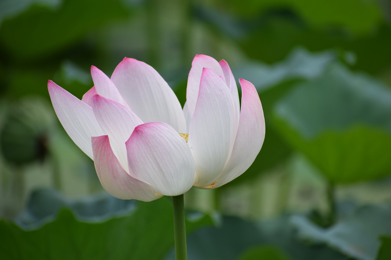 Image - lotus flower nature plant water