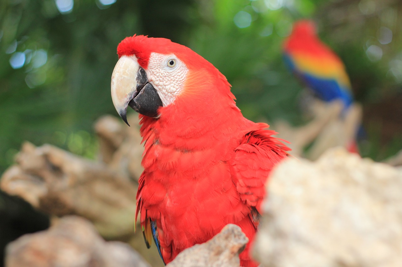 Image - macaw red ave animal nature bird