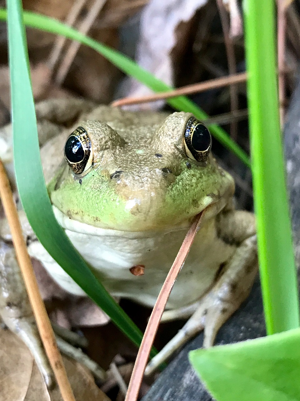 Image - frog minnesota eyes nature reptile