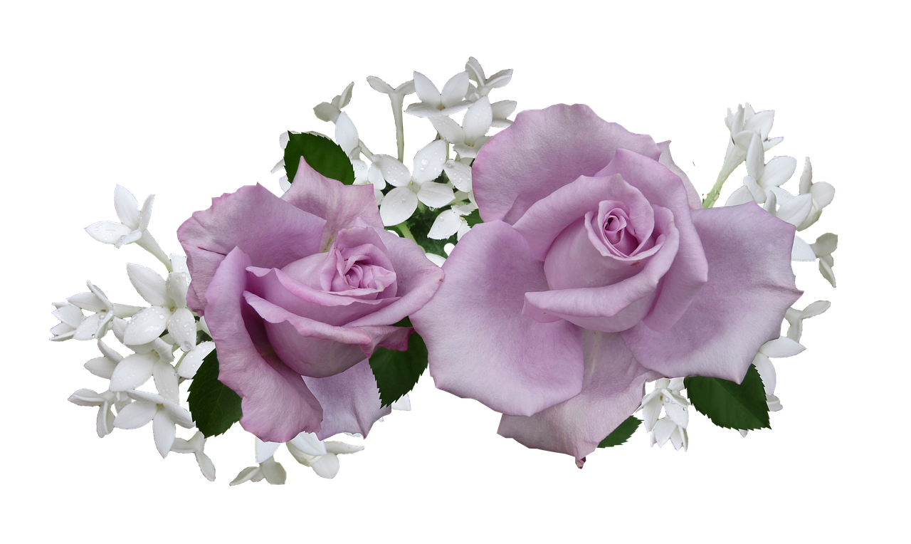 Image - mauve rose with white flowers