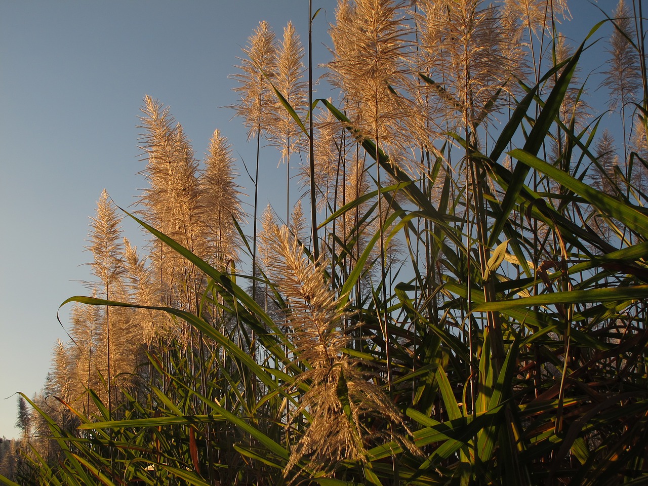 Image - stem cane peaceful