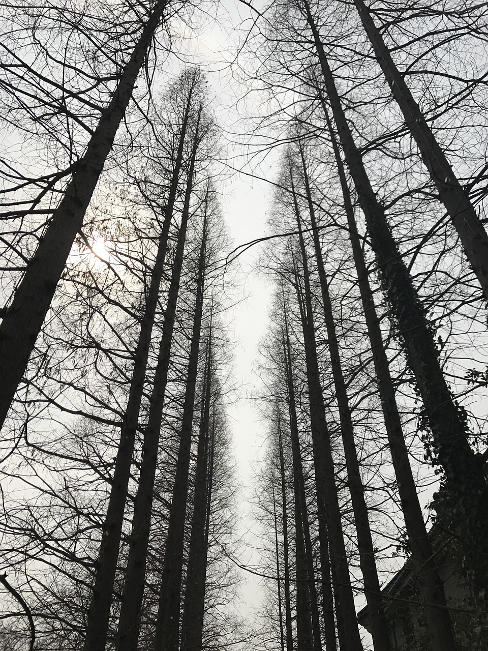 Image - yangzhou forest park woods