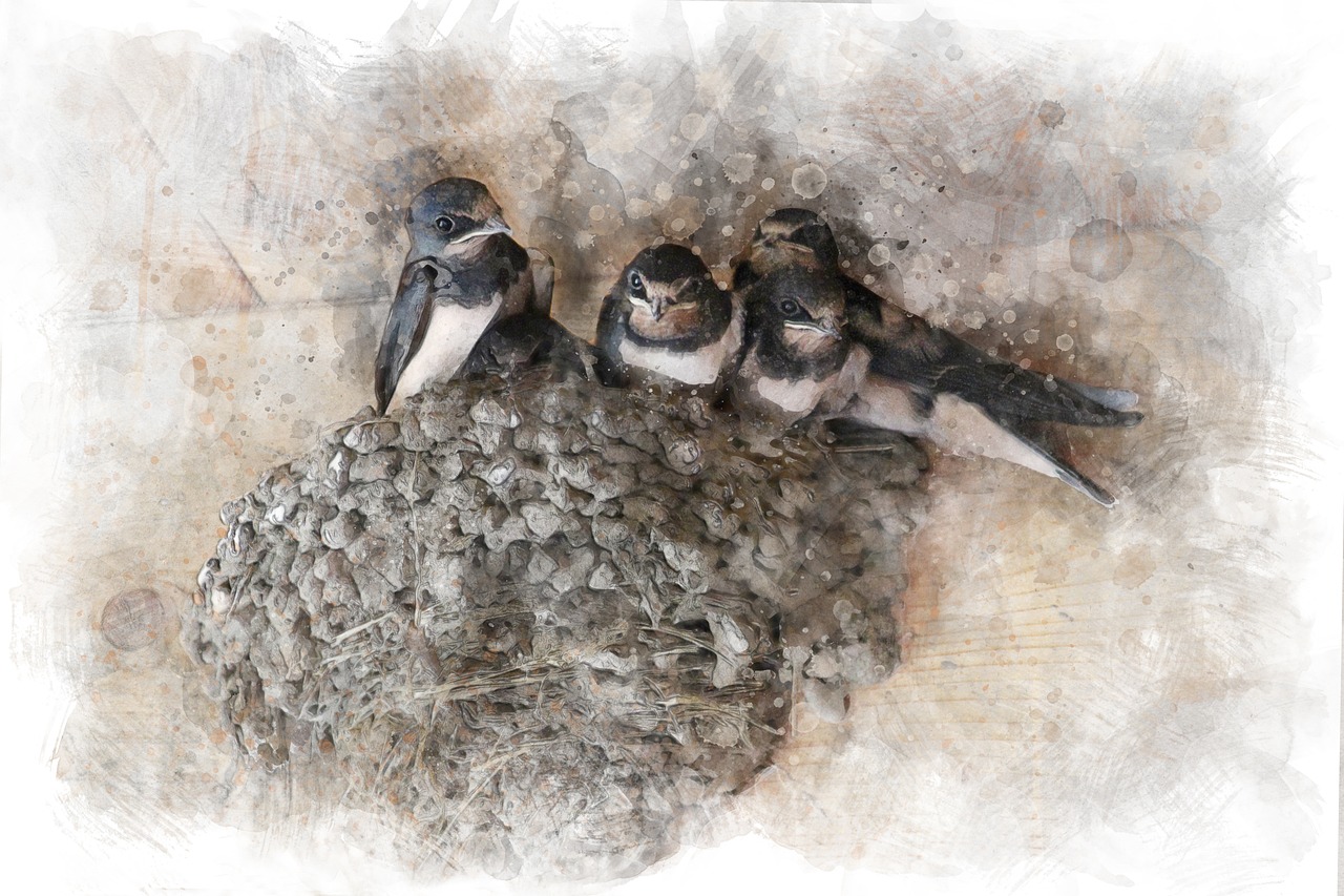 Image - swallows chicks jack birds