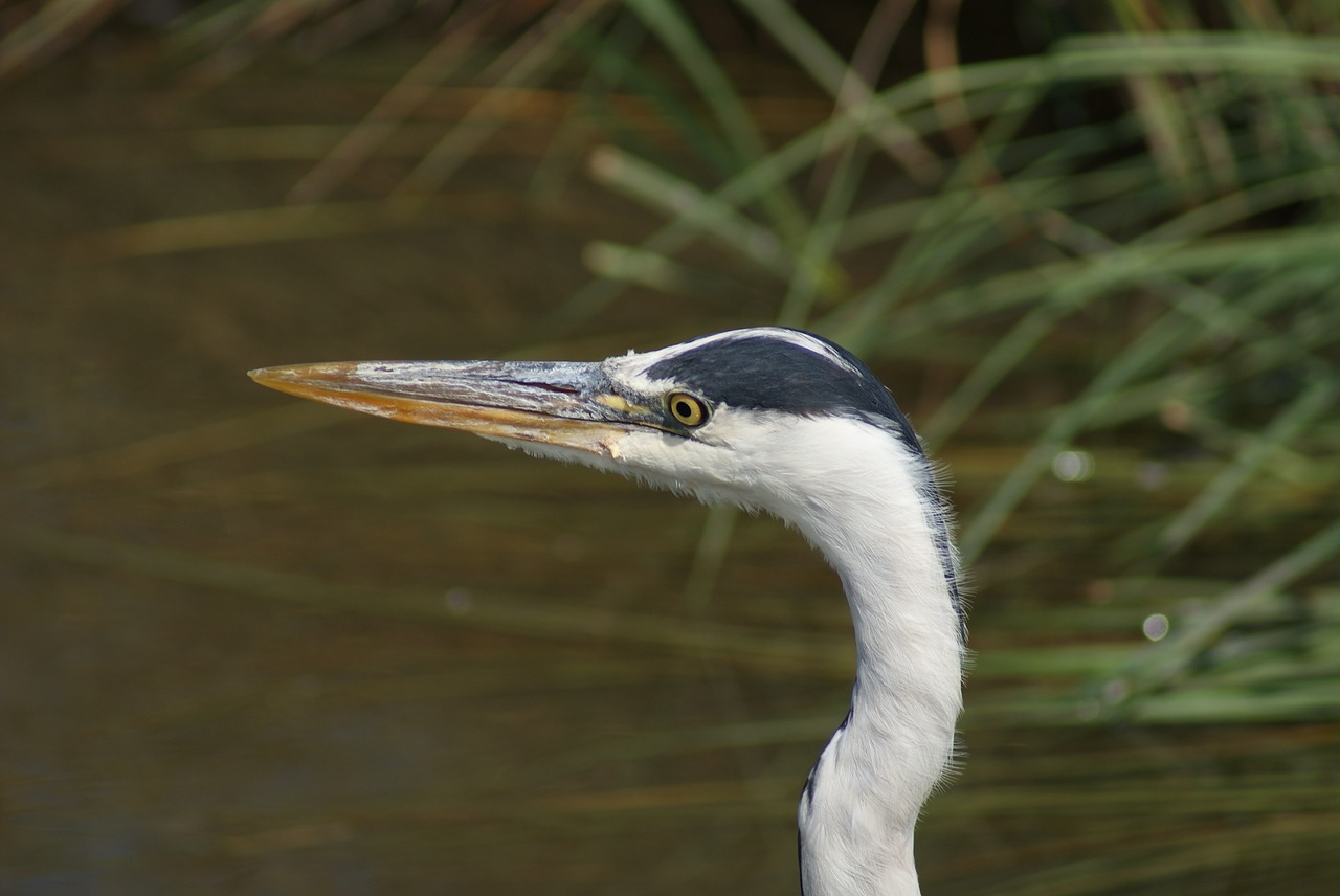 Image - heron bird hunting water neck