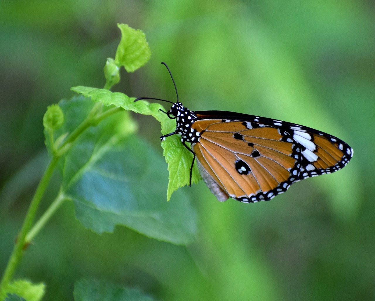 Image - nature butterfly plant spring