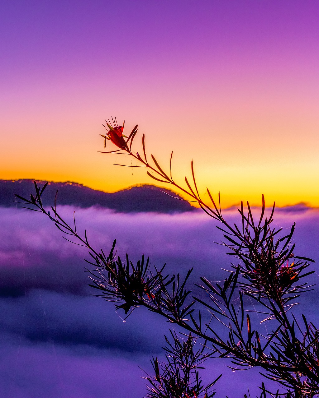 Image - mountain mist sunrise flower