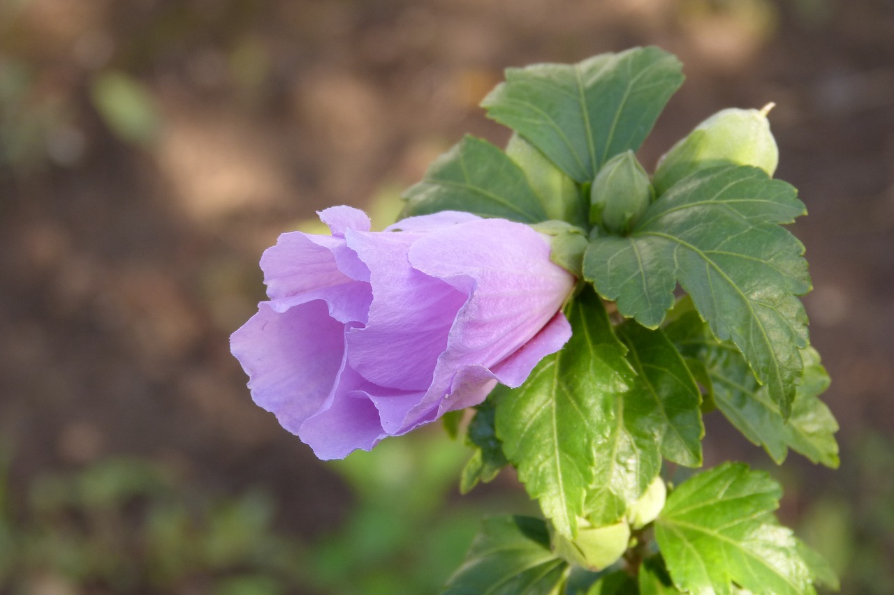 Image - hibiscus flower purple flowers