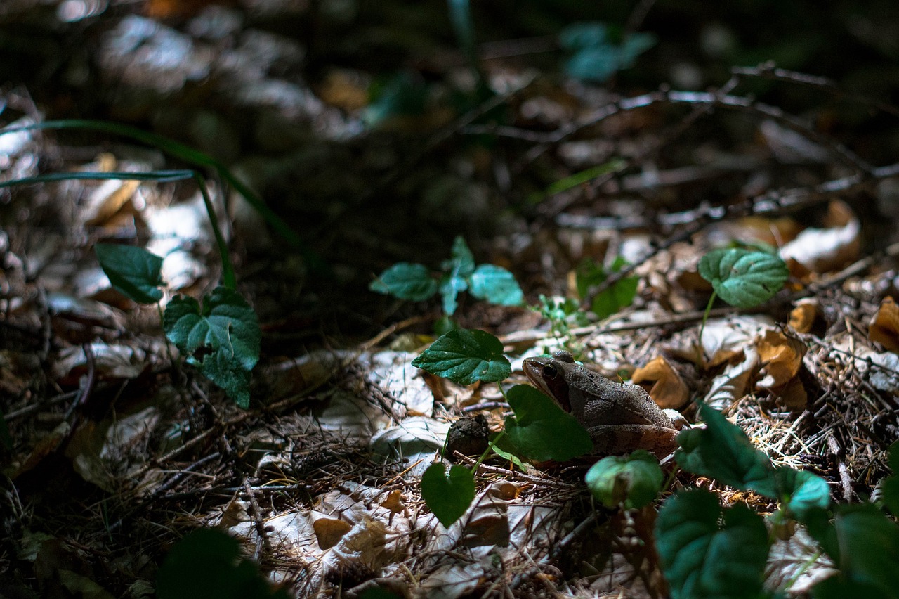 Image - frog nature forest frog avar