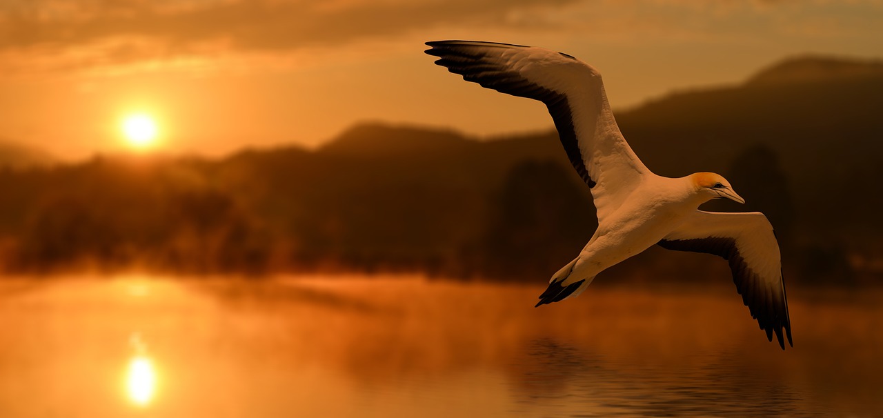 Image - bird sunset abendstimmung evening