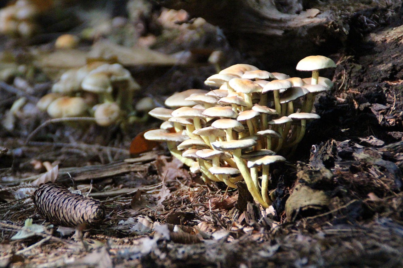 Image - mushroom utrecht autumn