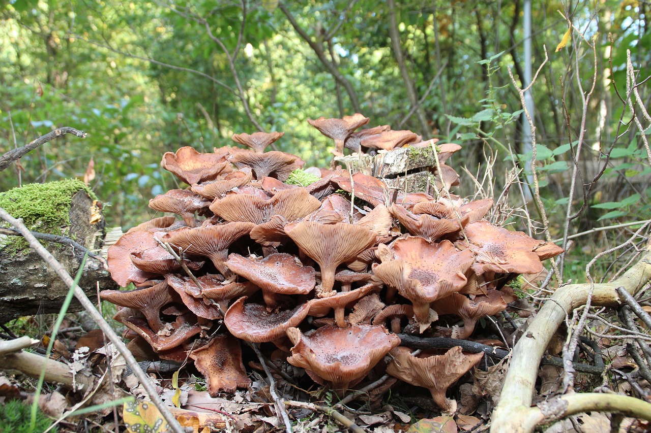 Image - mushroom utrecht autumn