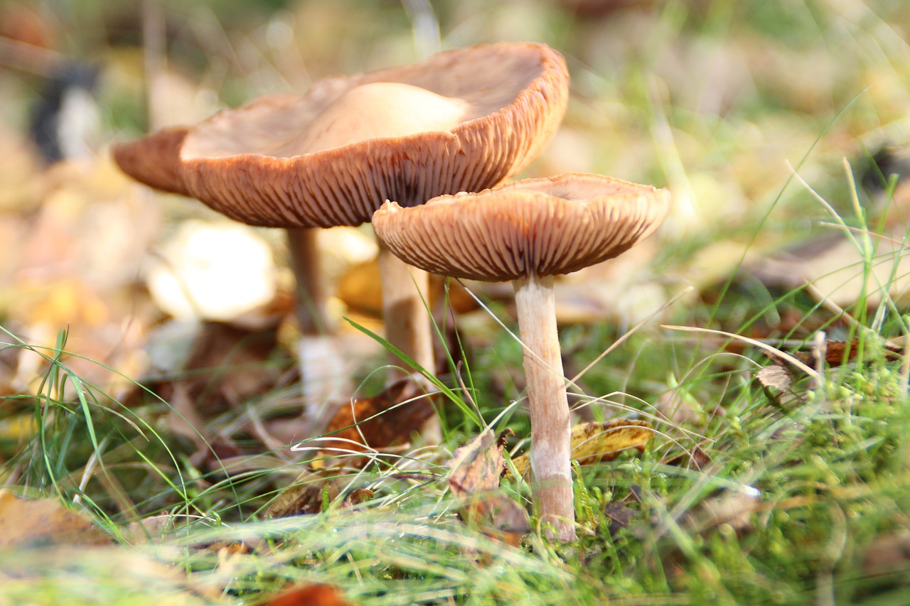 Image - mushrooms three mushrooms mushroom