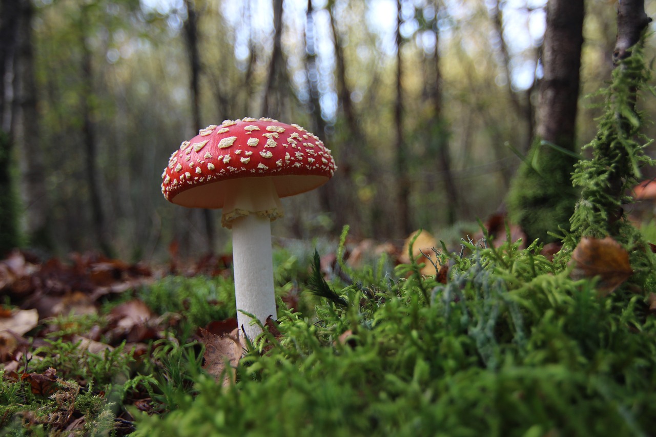 Image - mushroom rare mushroom