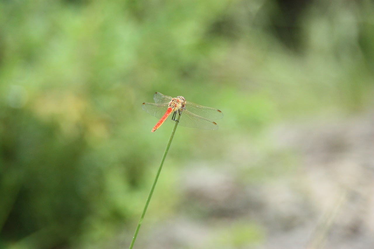 Image - dragonfly insects animal summer