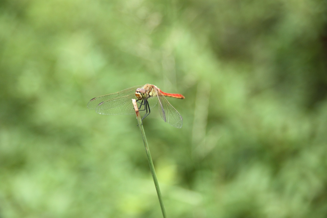 Image - dragonfly insects animal summer