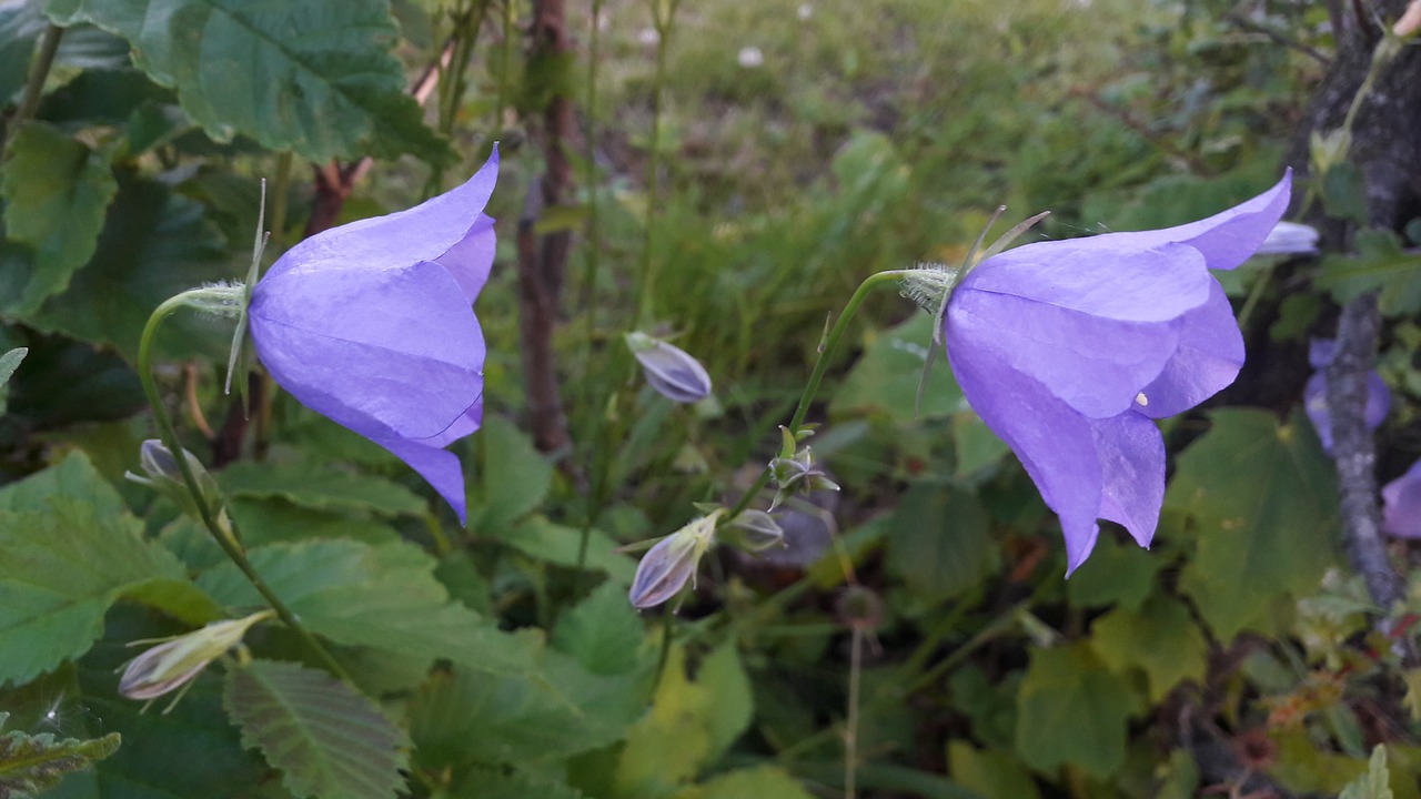 Image - blue bell blue bells blue flowers