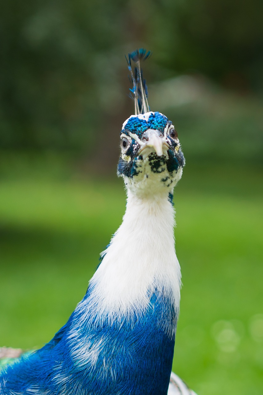 Image - peacock bird nature proud zoo