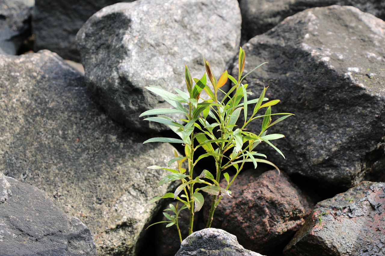 Image - plant stones nature autumn fouling