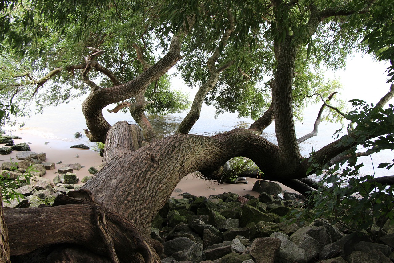 Image - tree lake river landscape water