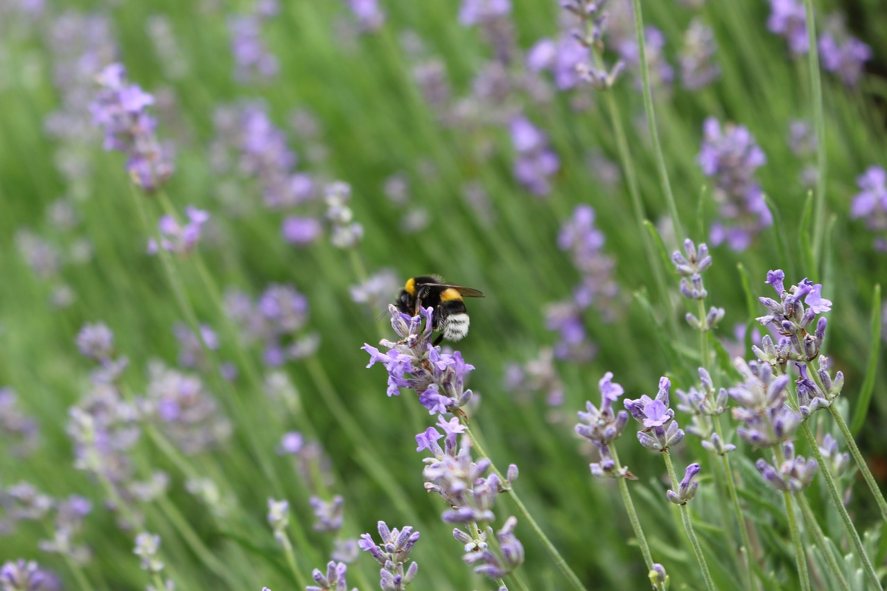 Image - lavender wasp flower nature