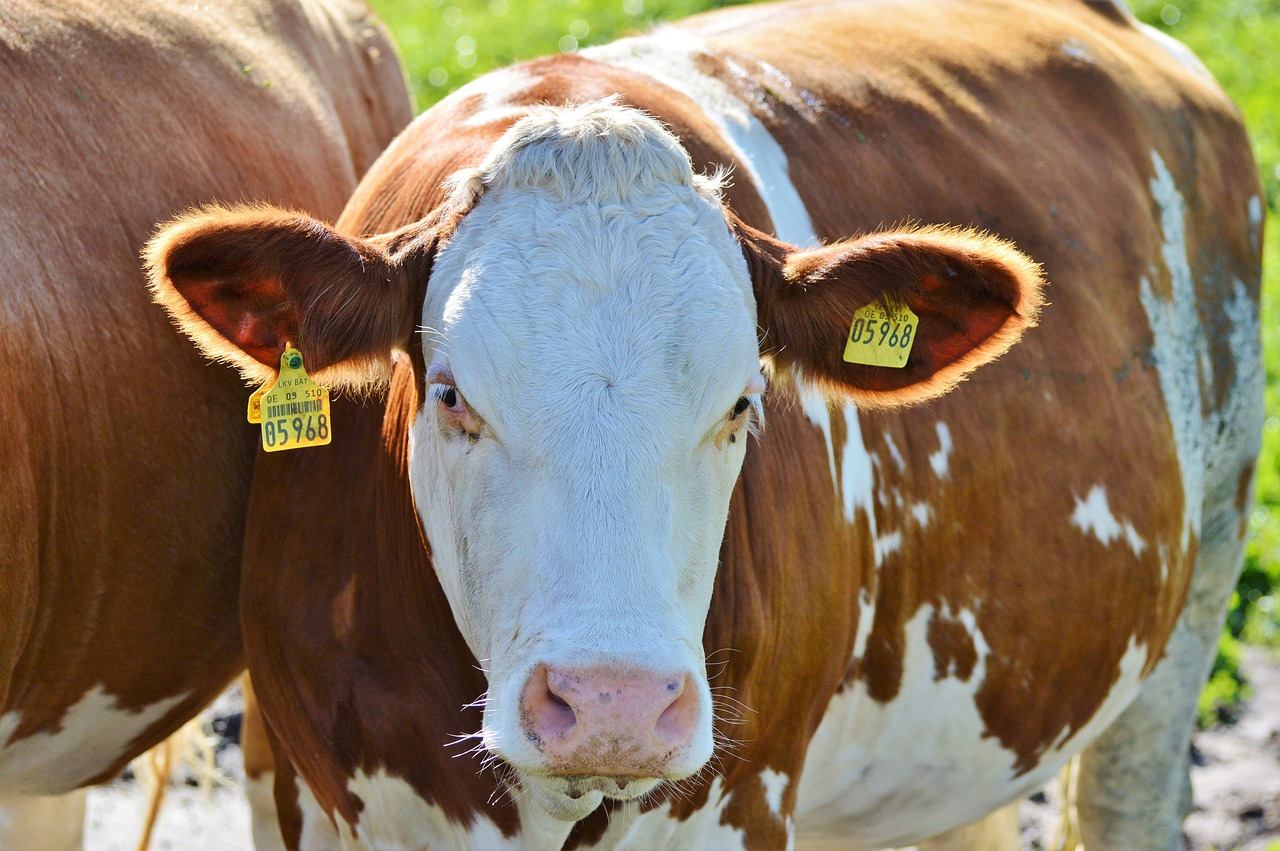 Image - cow beef ruminant cattle livestock