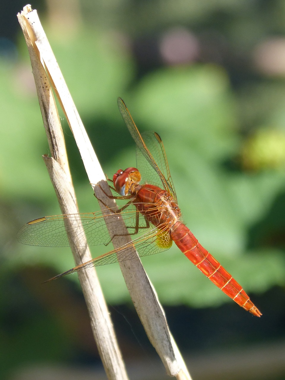 Image - red dragonfly stem wetland